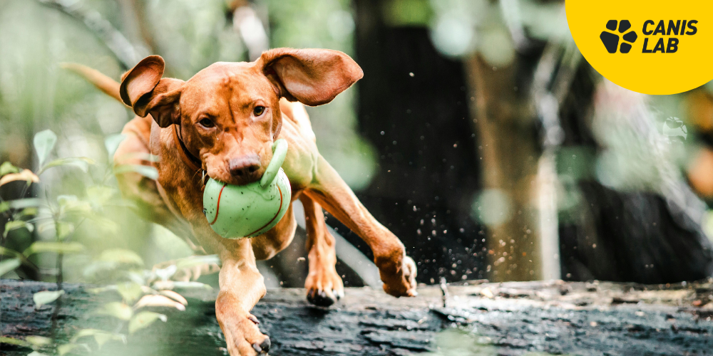 Gelenkernährung für Hunde: Warum ist es zu spät, auf das erste Problem zu warten?