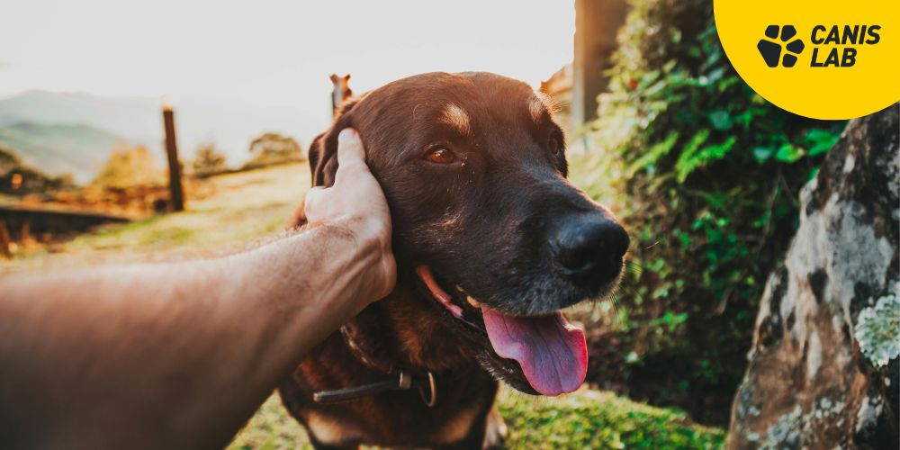 So verhindern Sie, dass Ihr Hund im Sommer überhitzt: Wichtige Regeln für aktive Hundebesitzer