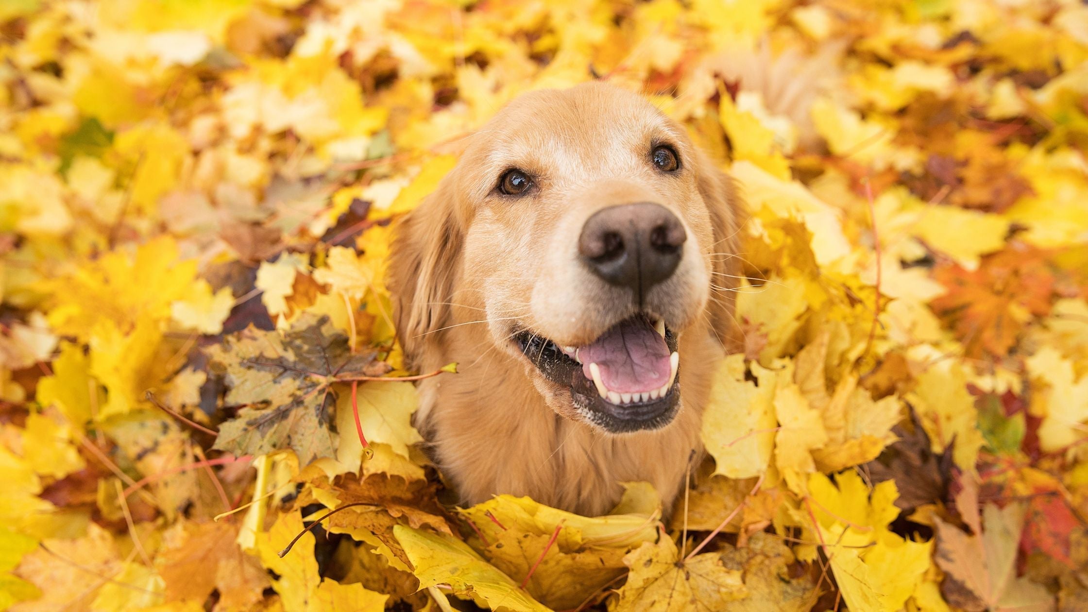 TOP 10 Produkte für Hunde im Herbst