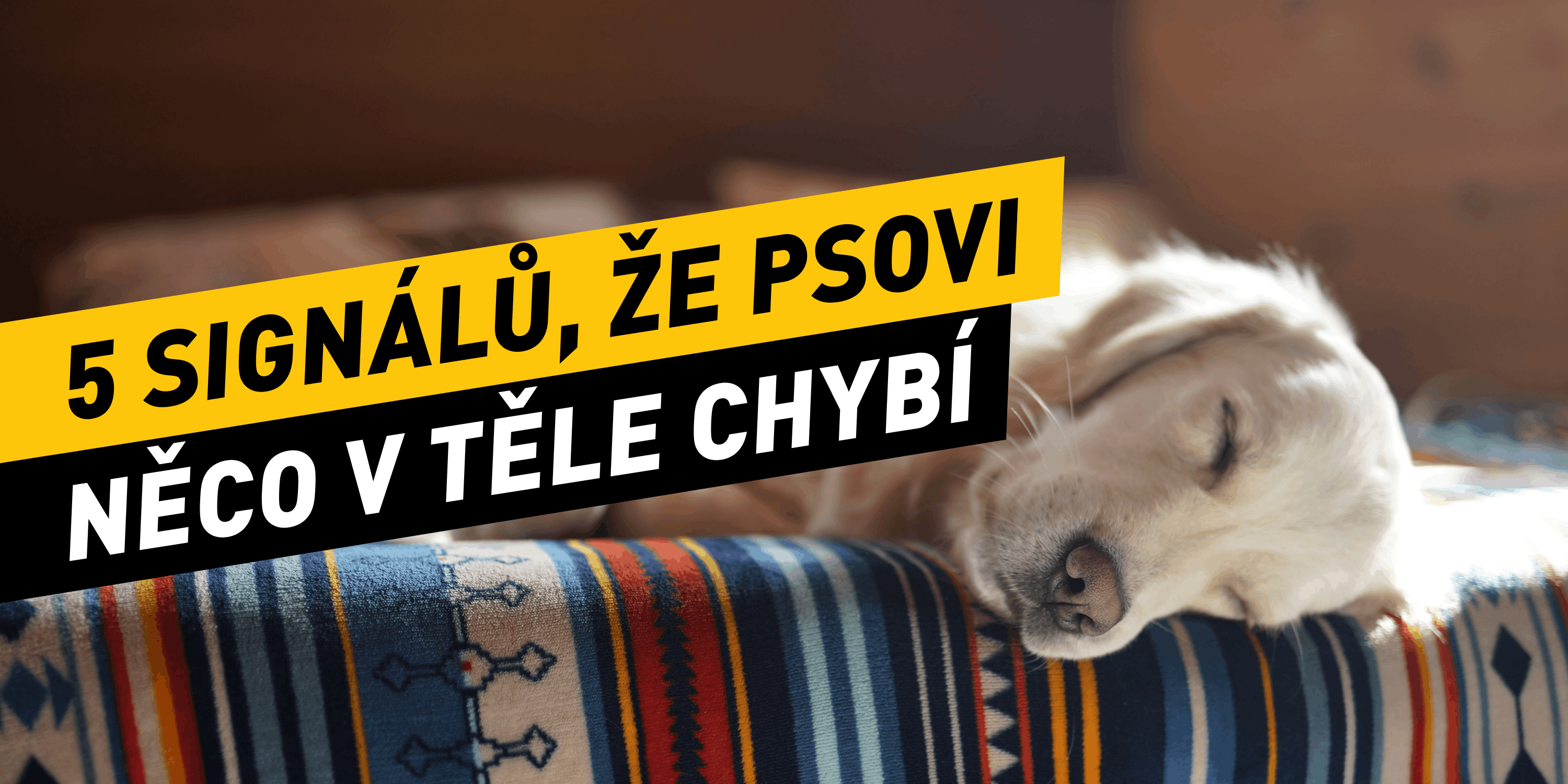 5 nenápadných signálů, že vašemu psovi něco chybí