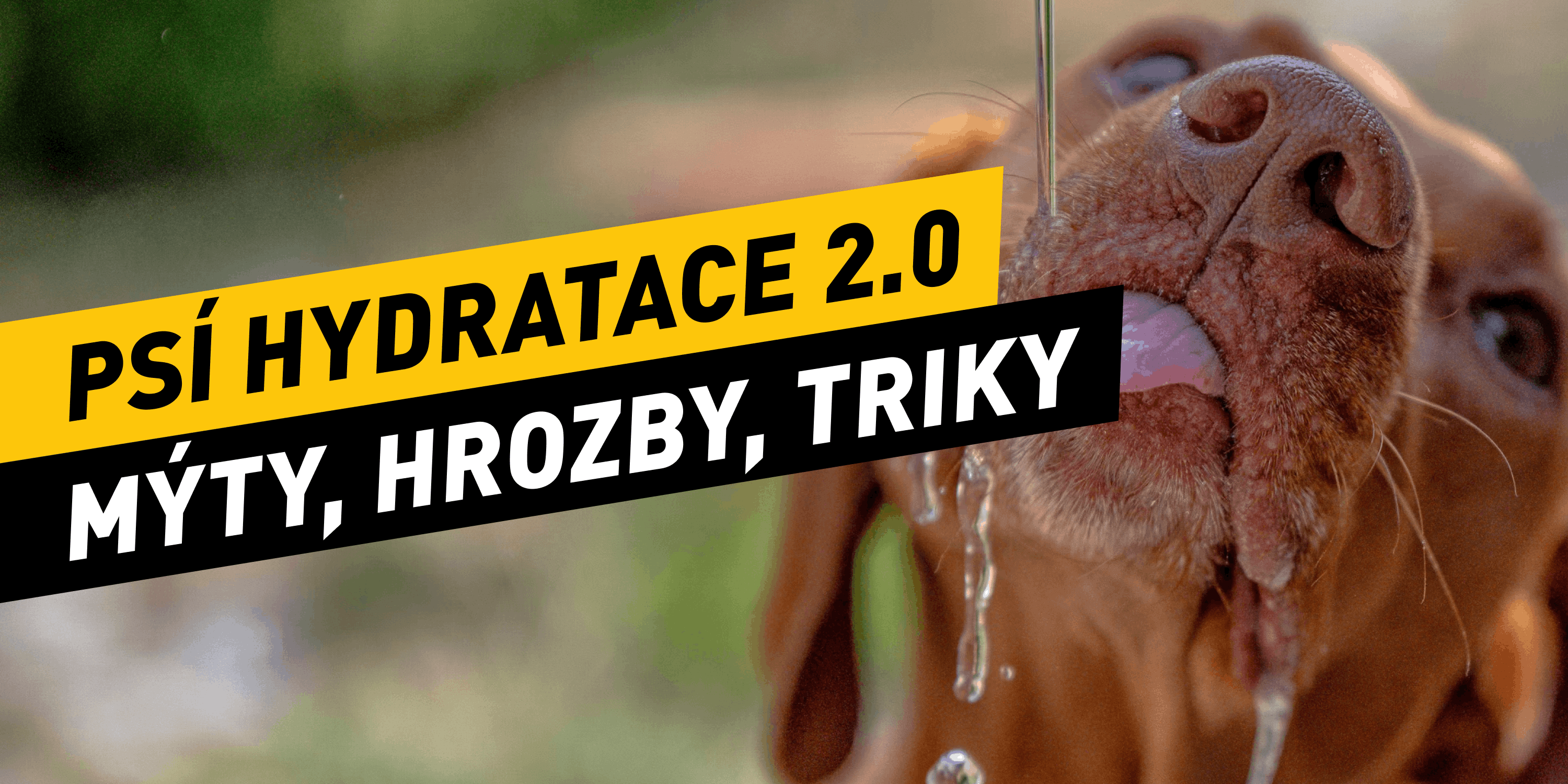Psí hydratace 2.0: Mýty, skryté hrozby a triky, o kterých vám veterinář neřekl