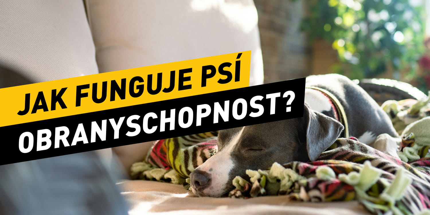 Imunita a vitalita psa: Jak funguje obranyschopnost?