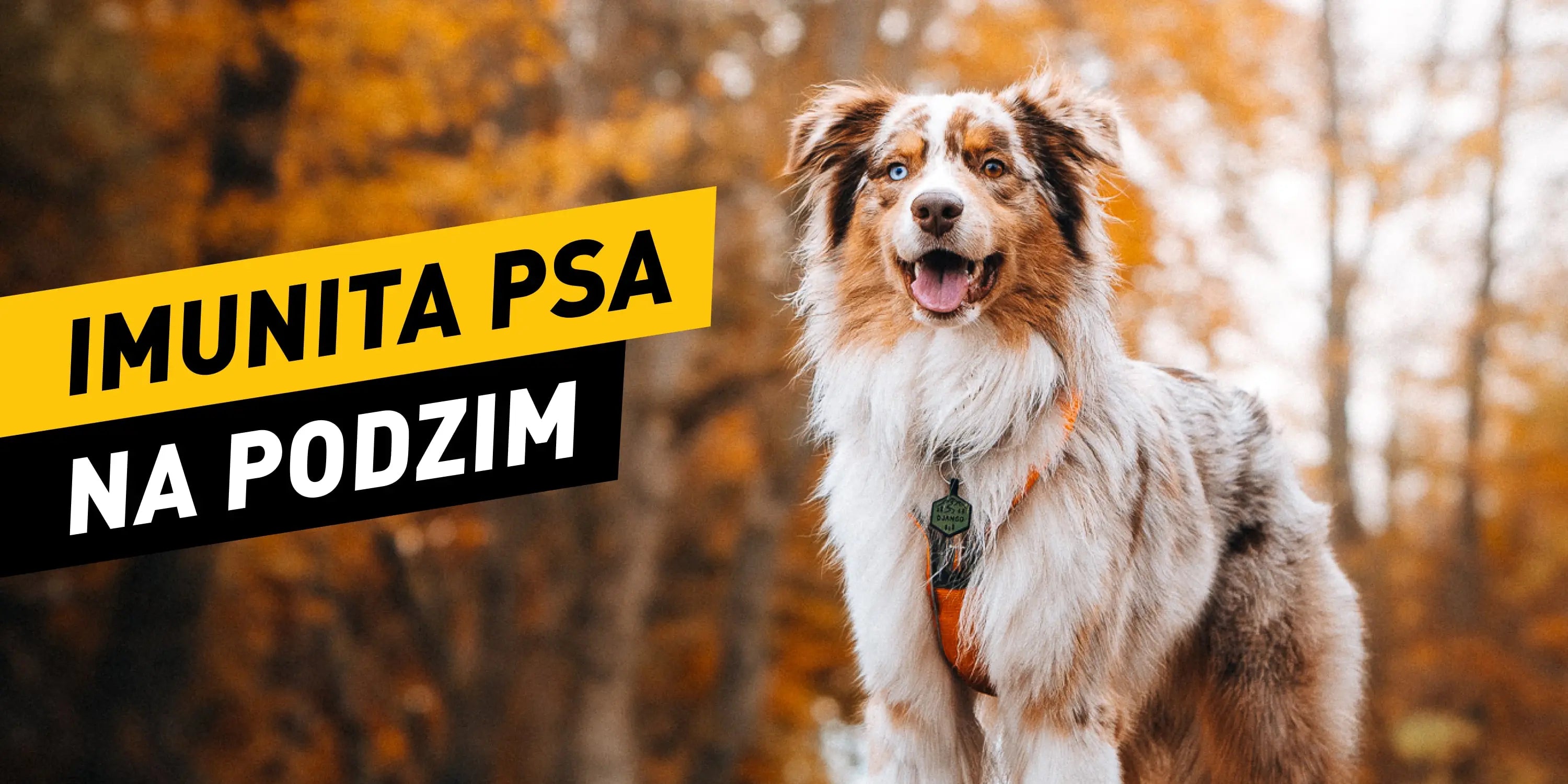 💪 Jak posílit imunitu psa na podzim