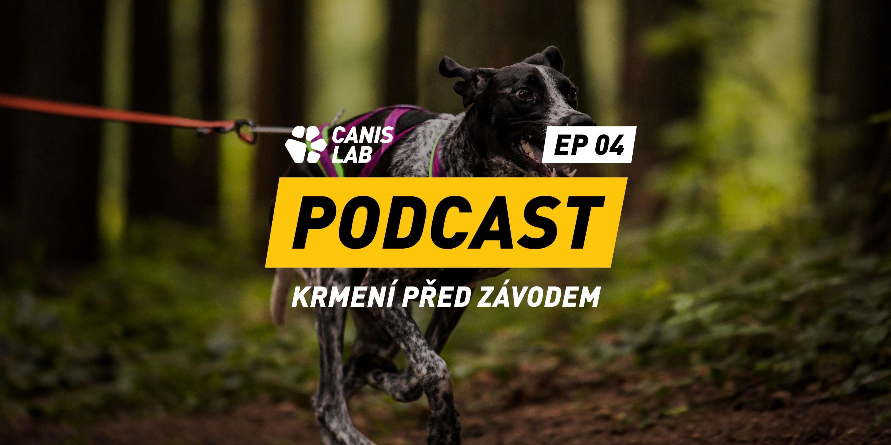 Canis Lab Podcast (ep. 4) | Jak krmit psa před závodem