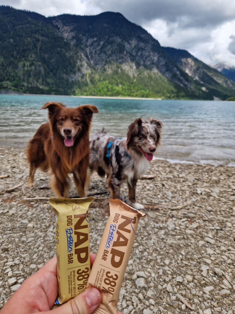 NAP Proteinriegel für Hunde | Gesunder Snack | Viele Sorten