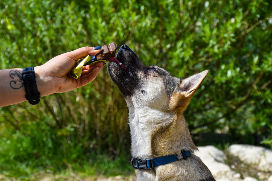 NAP Proteinriegel für Hunde | Gesunder Snack | Viele Sorten