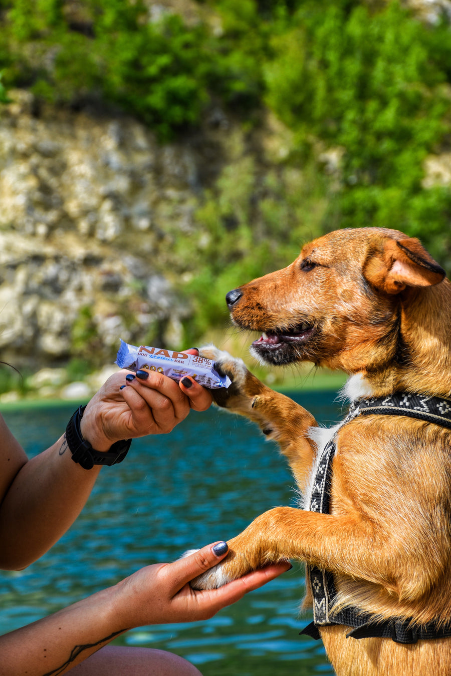 NAP Proteinriegel für Hunde | Gesunder Snack | Viele Sorten