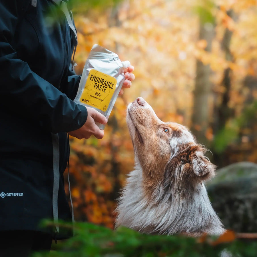 Endurance paste with beef flavor in hands of a dog owner, showing the paste to her australian shepherd dog.