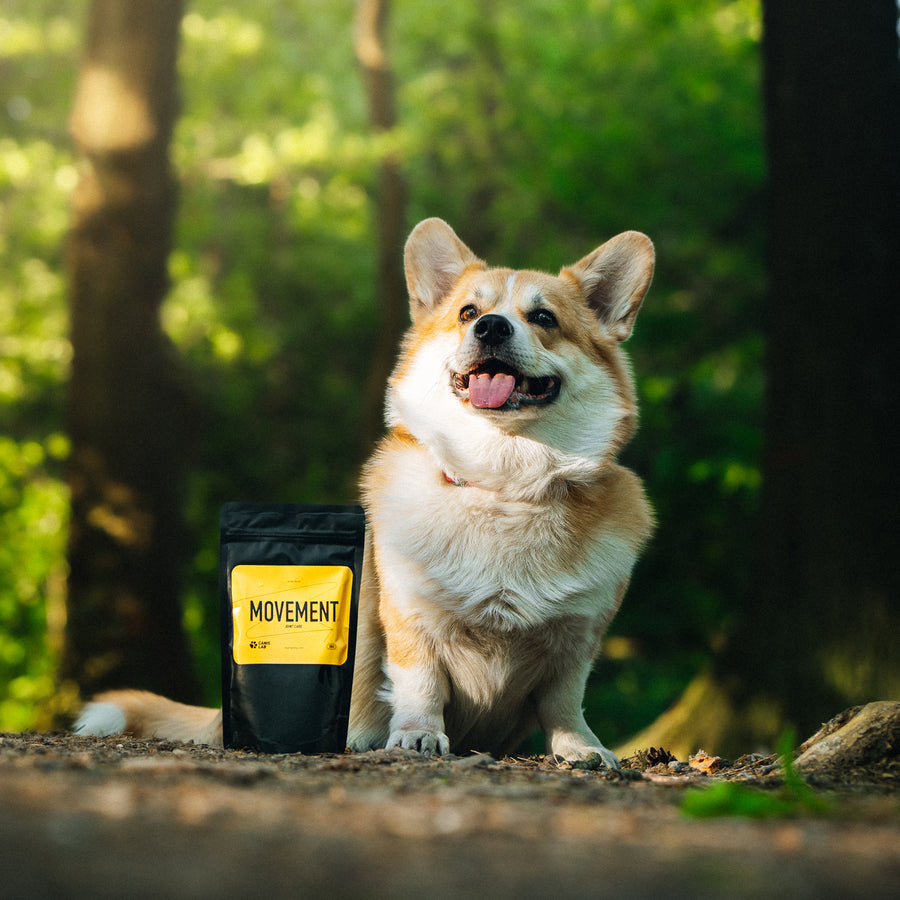 Movement | Intensive Ernährung für die Gelenke und Bewegung des Hundes