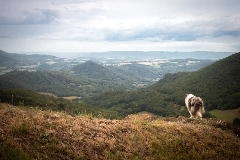 Ausflugsziel mit Hund: České středohoří - Hlinná (12 km)