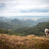 Ausflugsziel mit Hund: České středohoří - Hlinná (12 km)