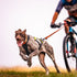 Die beste Gelenkernährung für Hunde