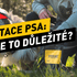 Hydratace psa: Proč je správný pitný režim otázkou života a smrti?