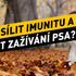 Jak posílit imunitu a zlepšit zažívání psa? Tipy pro zdravé zažívání a vitalitu