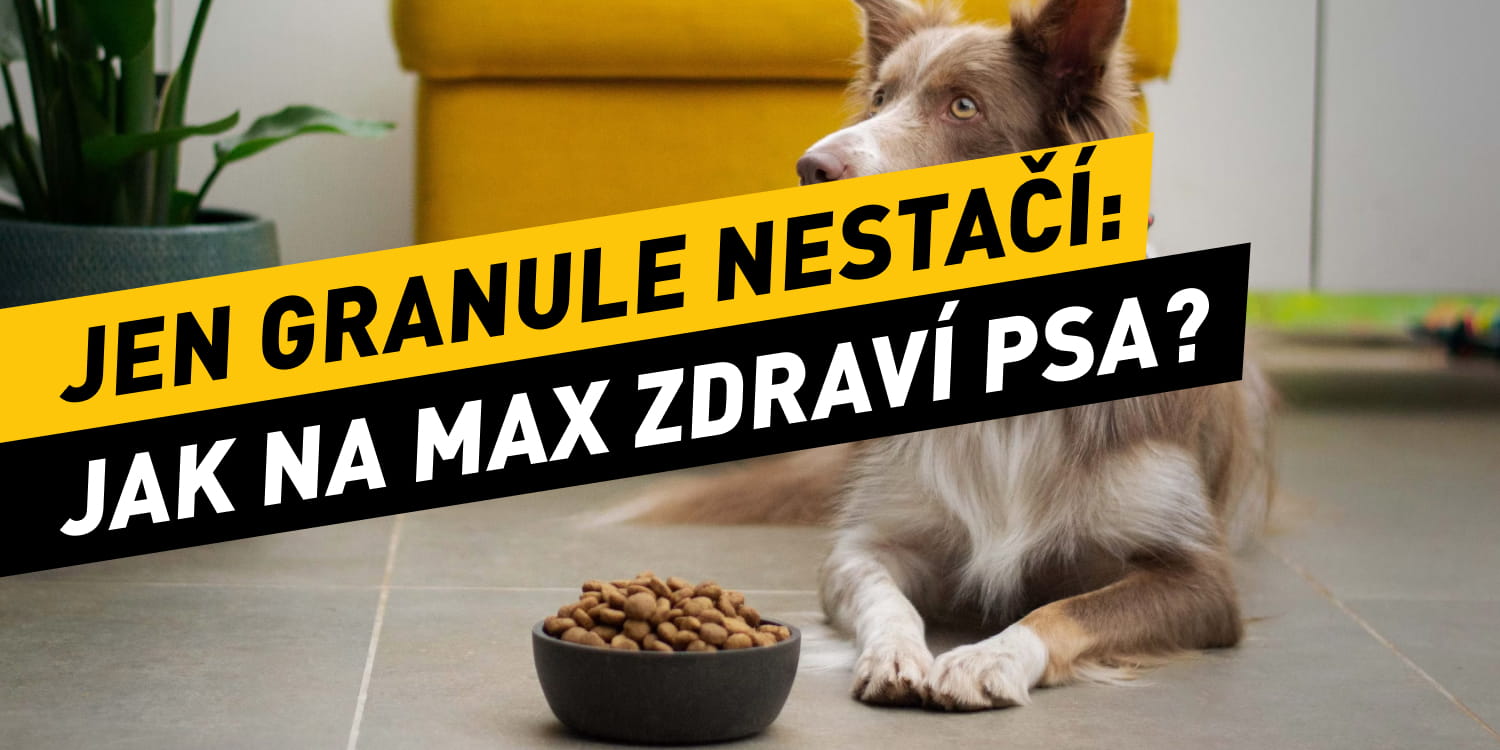 Jen granule nestačí: Jak na maximální zdraví psa