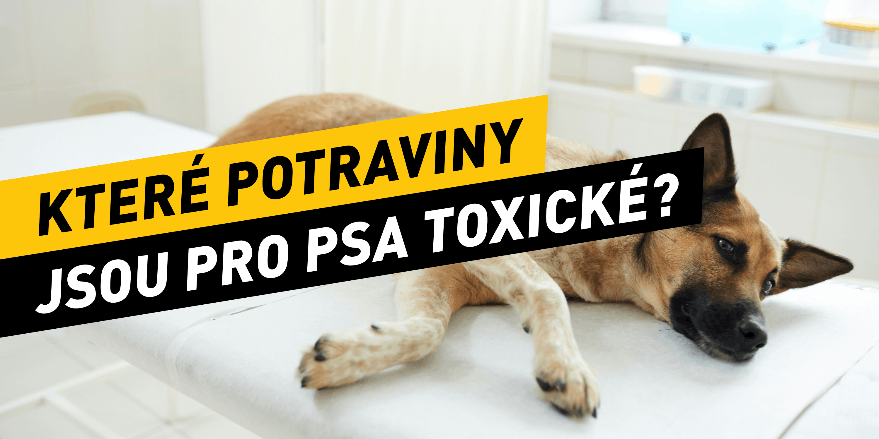Které potraviny jsou pro psa toxické?
