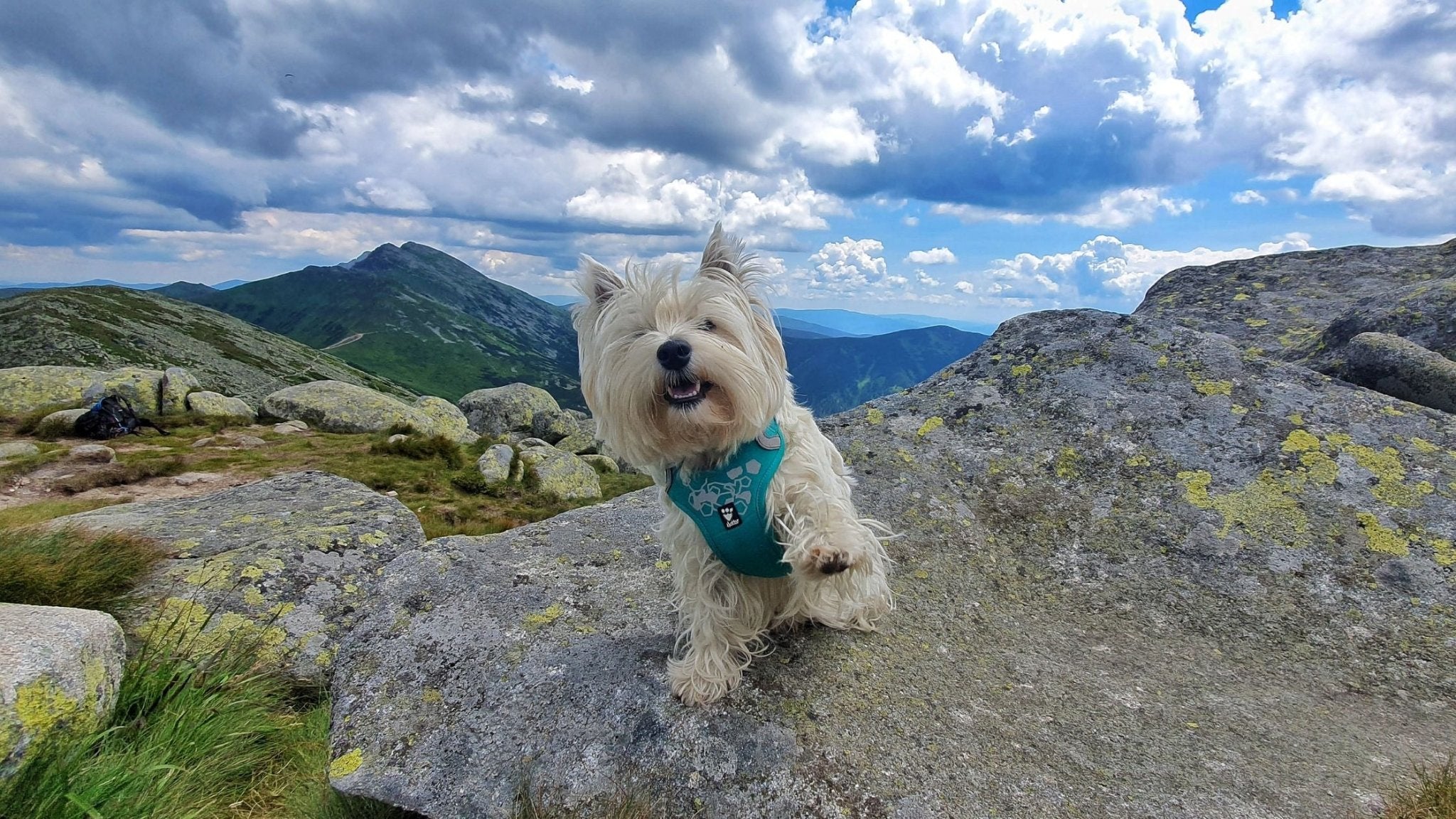 Wohin Sie einen Ausflug mit Ihrem Hund unternehmen können: Niedere Tatra – Chopok-Gipfel (12 km)