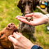 Die Ernährung eines Hundesportlers oder eines gestressten Hundes braucht mehr als nur einen Stubenhocker