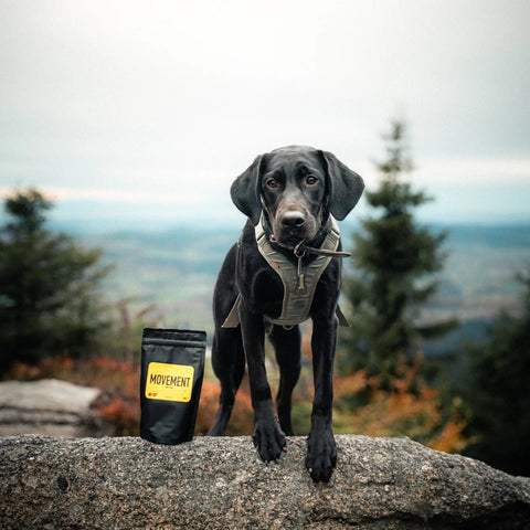 Movement | Intensive Ernährung für die Gelenke und Bewegung des Hundes