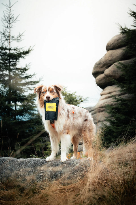 australský ovčák držící pytlík Dogulí - psí pamlsky