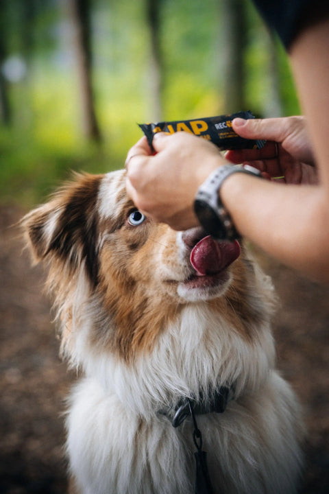 Australian Shepherd dog licking his mouth in excitement while seeing Nap Recovery protein bar