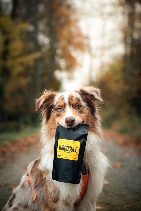 Australian Shepherd dog holding Turbogule dog treats in his mouth