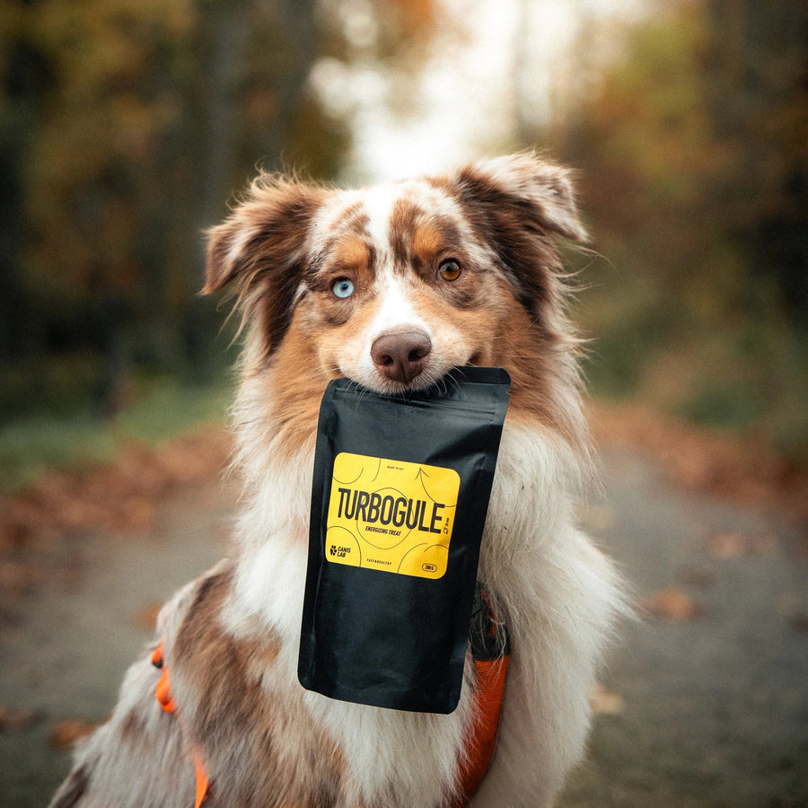 Australian Shepherd dog holding Turbogule dog treats in his mouth